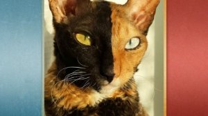 Почему кошки рождаются трёхцветными? И, да, трёхцветный кот существует, но...