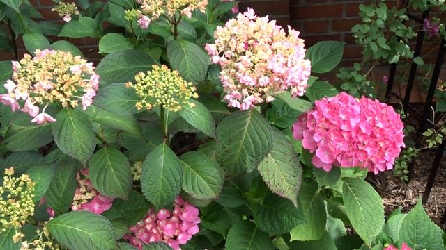 Hydrangea macrophylla ´Freudenstein´ смотреть онлайн