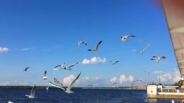 Речные чайки смотреть онлайн