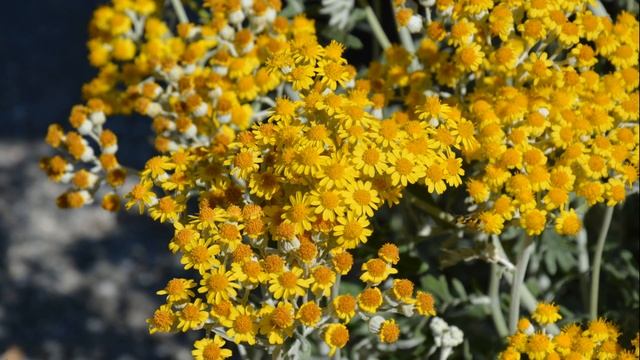 Цинерария. Неприхотливый многолетник смотреть онлайн