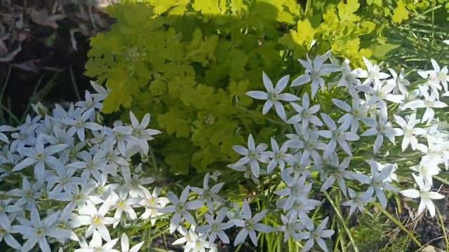 Мои любимые Эдельвейсы . смотреть онлайн