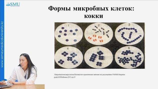 Структура бактериальной клетки смотреть онлайн