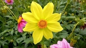 Георгин "Веселые ребята"