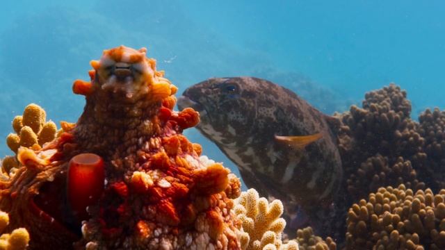 Как совместно добывают пищу морской окунь (сем. Serranidae) и осьминог (сем. Octopodidae) ? смотреть онлайн