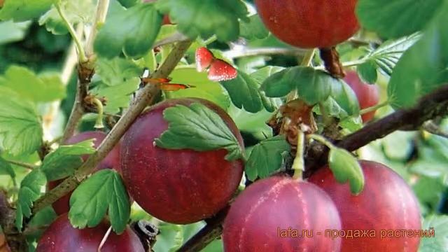 Крыжовник обыкновенная Щедрый (ribes grossularia) ? обзор: как сажать, саженцы крыжовника Щедрый смотреть онлайн