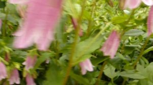 Многолетний колокольчик точечный.