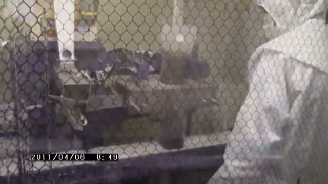 Выращивание шиитаке смотреть онлайн