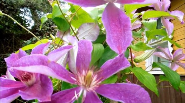 Мои клематисы. Июль 2021.