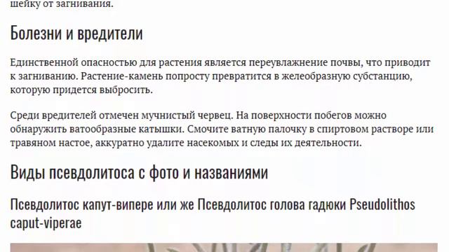 Псевдолитос в домашних условиях Выращивание из семян Посадка и уход Размножение Фото видов смотреть онлайн