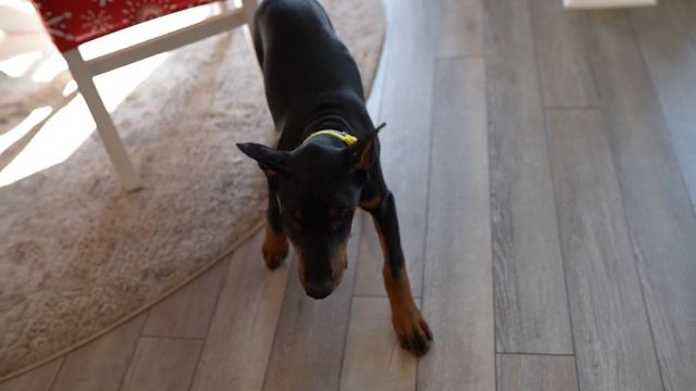 "How to" Posting our Doberman's Ears - Backer Rod Method смотреть онлайн