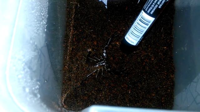 Злой Императорский скорпион / Angry Emperor scorpion смотреть онлайн