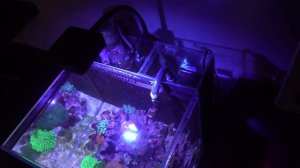 Первый морской аквариум  Советы по запуску