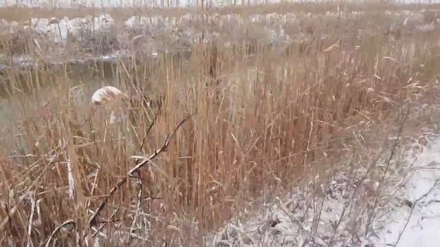 Зимняя Прогулка Собаками Яктырьер И Спаниэль Дагестан (Заодно и Па Рыбачили ) смотреть онлайн