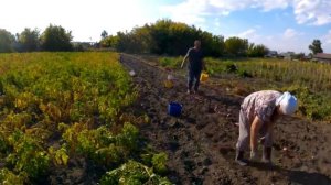Копка картофеля веерной картофелекопалкой мотоблоком Пуберт.