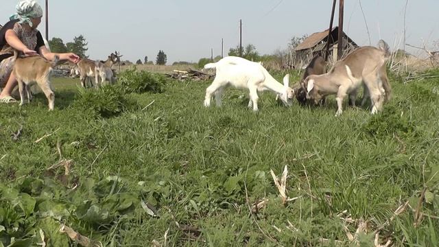 10 ДЕТЕЙ/ПРИВЕЗЛИ И НЕ НУЖНА СТАЛА/ЧТОБЫ НЕ ПОЛОТЬ/ смотреть онлайн