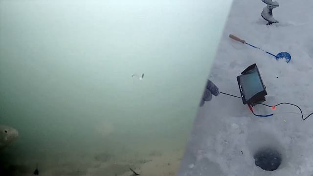 СЛОВНО СОН! ОКУНИ СХОДЯТ СУМА ОТ ЭТОЙ МОРМЫШКИ! Зимняя рыбалка 2021 окунь, мормышка смотреть онлайн