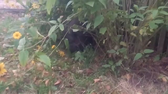 вырастил, убил, зажарил, убой свиньи, сколько мяса в вьетнамской свинье, разделка кабана смотреть онлайн