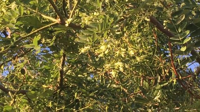 Аккерман /  Осень 2022  / Сафора  / Akkerman