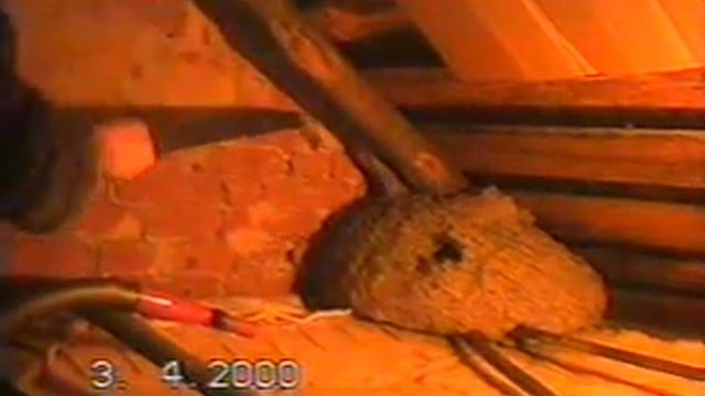 Огромное осиное гнездо смотреть онлайн