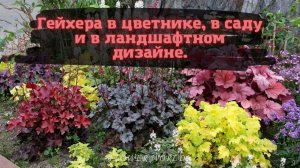 Гейхера в цветнике, в саду и в ландшафтном дизайне.🍁