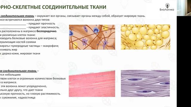 Лекция 38 Ткани. Часть 1 смотреть онлайн