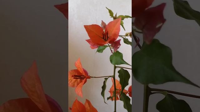 Бугенвиллия сорт Tomato Red