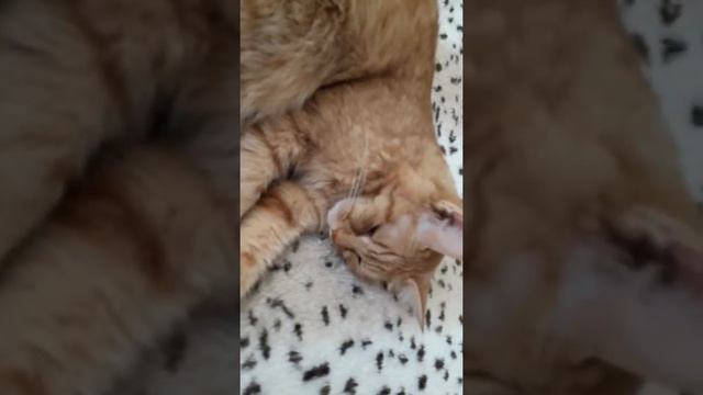 Кот + моё лицо смотреть онлайн