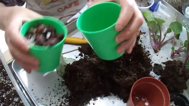 38. Menekşenin Toprağını Değiştirme Yavru Menekşelerini Ayırma смотреть онлайн