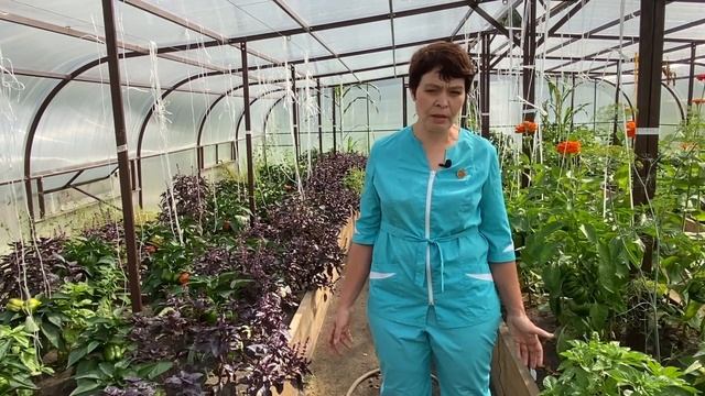 Вершинная гниль перца. Школа продвинутого садовода смотреть онлайн