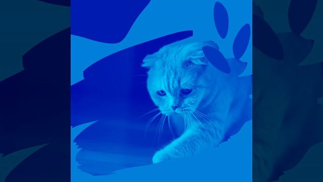 Чувство (Спокойные Кошки) смотреть онлайн