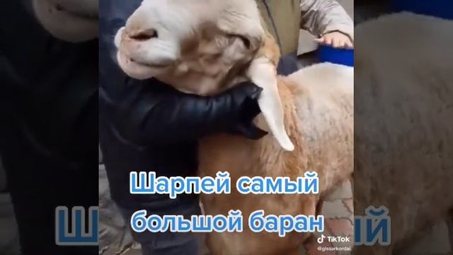 Шарпей самый большой баран в мире. смотреть онлайн