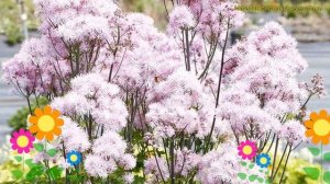 Василистник делавея Нимбус Пинк. Краткий обзор, описание thalictrum delavayi Nimbus Pink