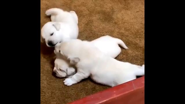 Labrador Compilation - Cute and Funny #9 смотреть онлайн