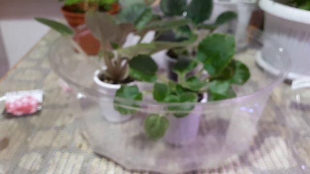 🌺ОБЗОР Новых Фиалок! 🌺Как выбрать Детку при Покупке? На что ВАЖНО обратить Внимание?🌺 смотреть онлайн