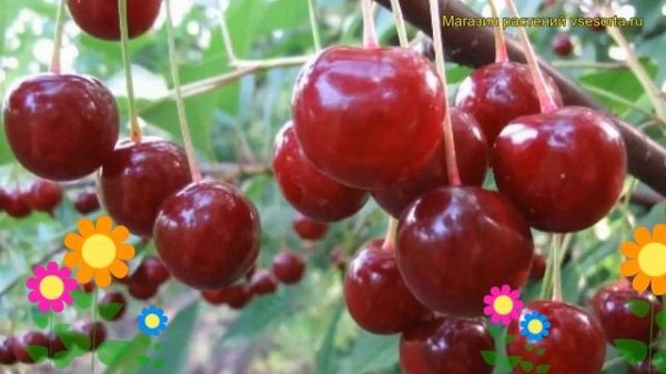 Черешня ТСХА-1 (Черешня). Краткий обзор, описание характеристик, где купить саженцы prunus avium