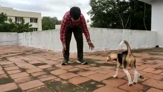 minty is playing with his brother? смотреть онлайн