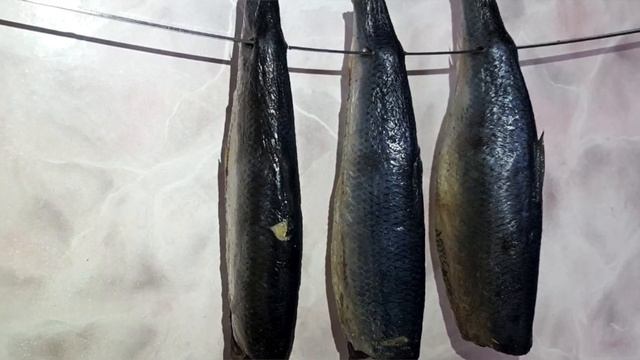 Засолка рыбы и икры в домашних условиях