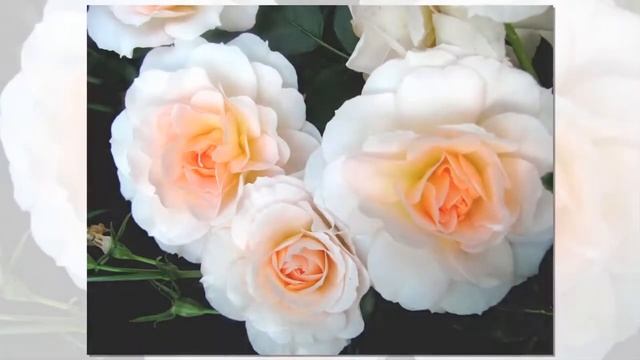 Schloss Eutin Rose, Kordes, Modern Shrub