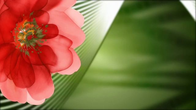 Фон для видеомонтажа Red Flower On Green HD Video Background смотреть онлайн