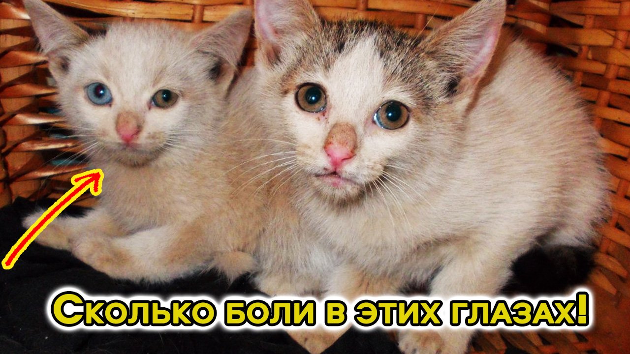 Два котёнка неизвестно как очутились на стройке. Добрый мужчина решил спасти их, но сперва их надо б смотреть онлайн