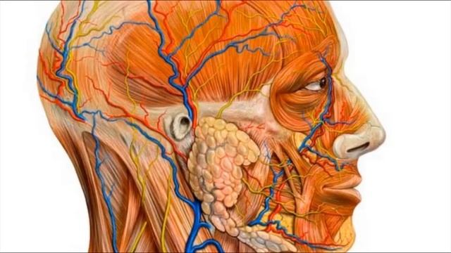 Чтобы проверить работу сердца, опустите ладони в холодную воду! смотреть онлайн