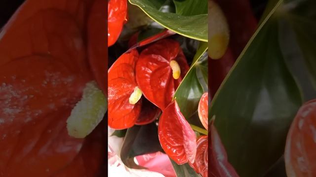 Про домашний цветок фламинго