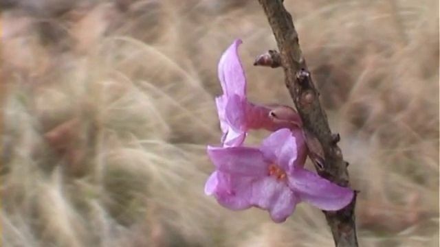 Daphne mezereum lýkovec jedovatý смотреть онлайн