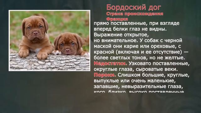 Стандарты пород Бордоский дог смотреть онлайн