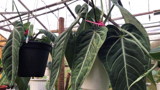 Anthurium Villenaorum การปลูกเลี้ยงในประเทศไทยโดยพี่อุ๊