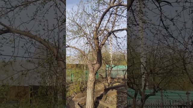 Мой сад-огород 2022. Что надо сделать весной.