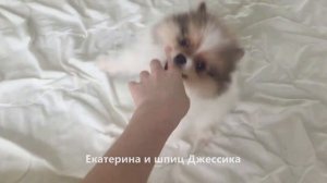 Шпиц и в Африке шпиц, Видео от подписчиков, Шпицы из России, Италии, Германии, Приятно познакомитьс