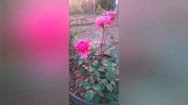 Парковая роза Вентило Шраб Ventilo Massad Франция, 2009 смотреть онлайн