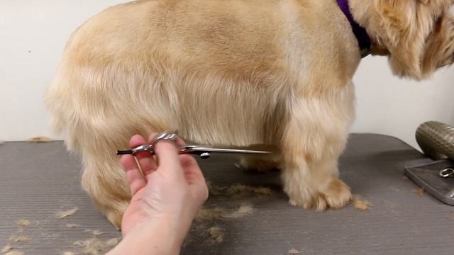 Grooming a Pet Norfolk Terrier смотреть онлайн