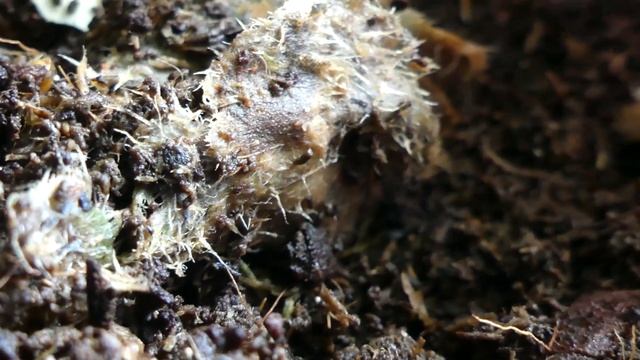 LEARN about the #1 COMPOSTERS in your WORM BIN смотреть онлайн